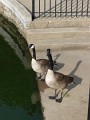 Geese (9)